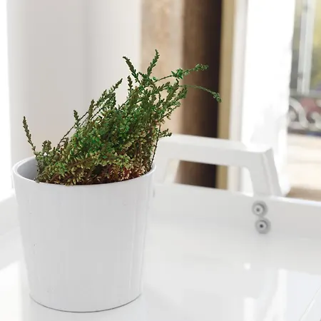 Διαμέρισμα Belly Angel - Historic Center